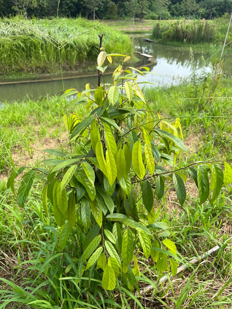 Hopea chinensis photo 4
