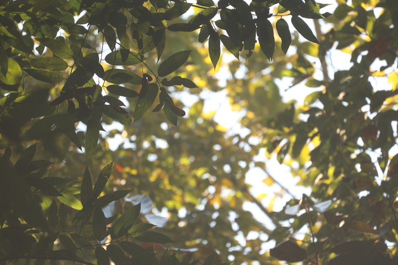 Hopea chinensis photo 5