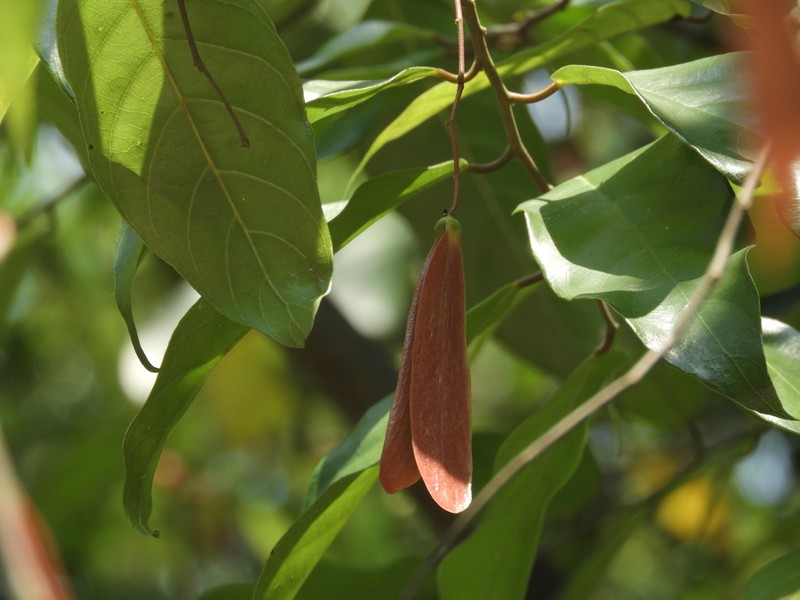 Hopea chinensis photo 8