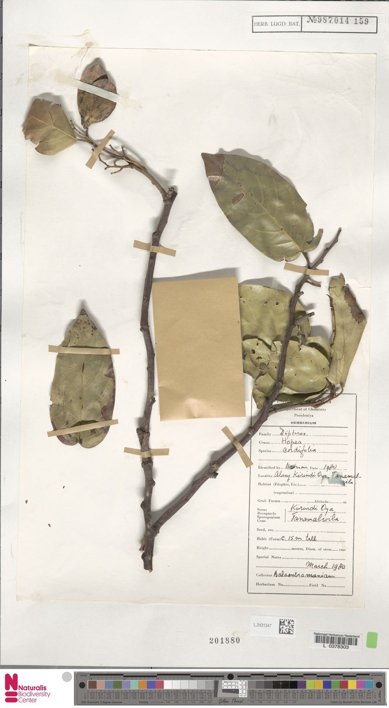 Hopea cordifolia