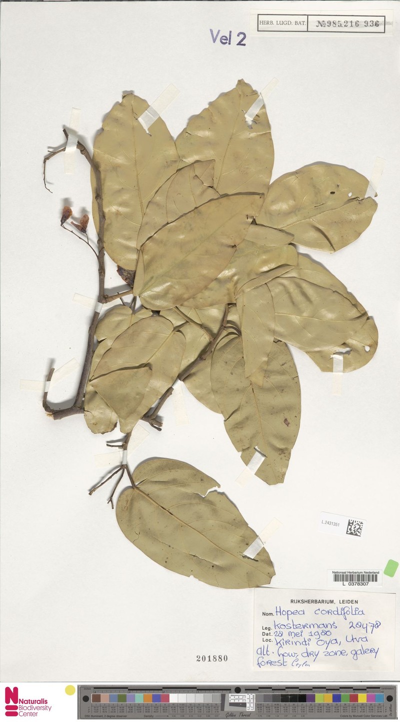 Hopea cordifolia photo 2