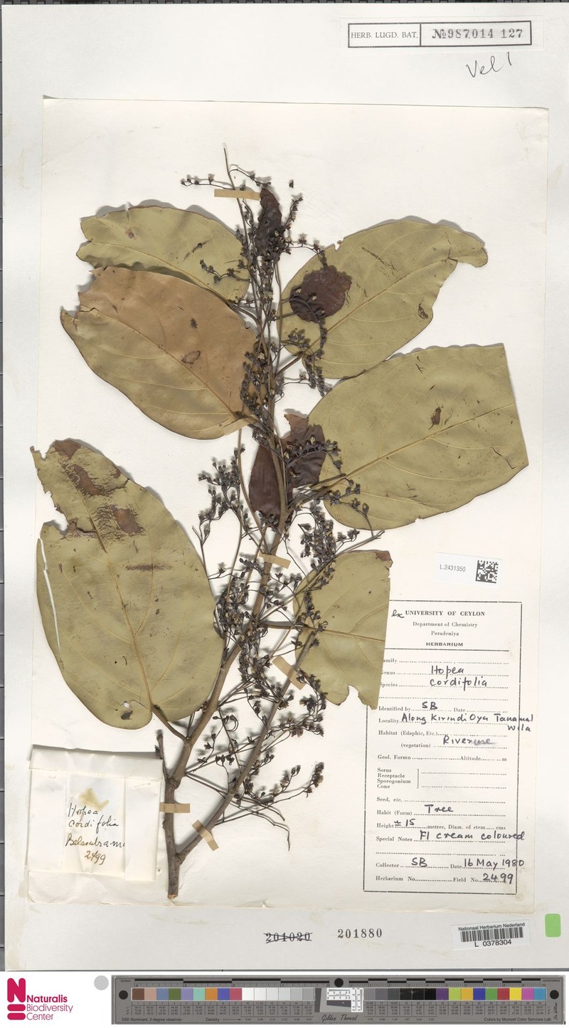 Hopea cordifolia photo 3