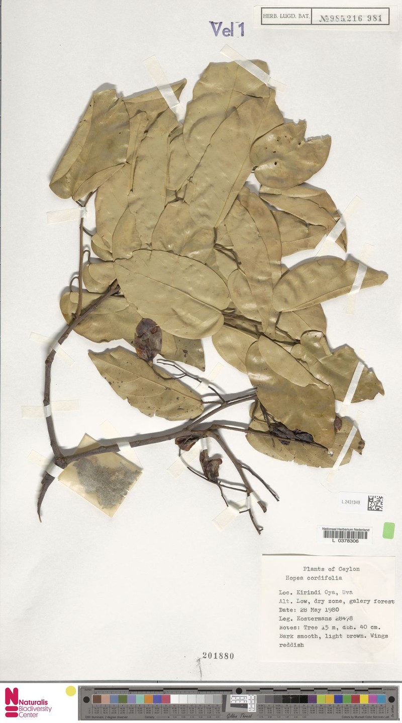 Hopea cordifolia photo 4