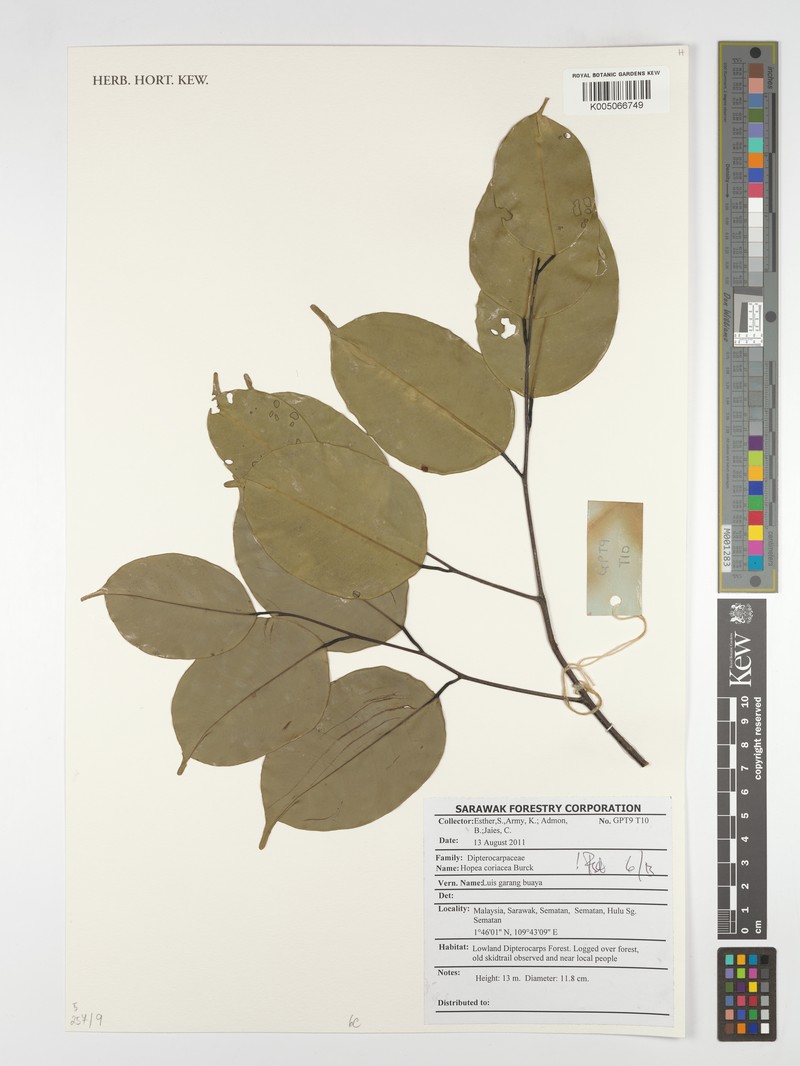 Hopea coriacea