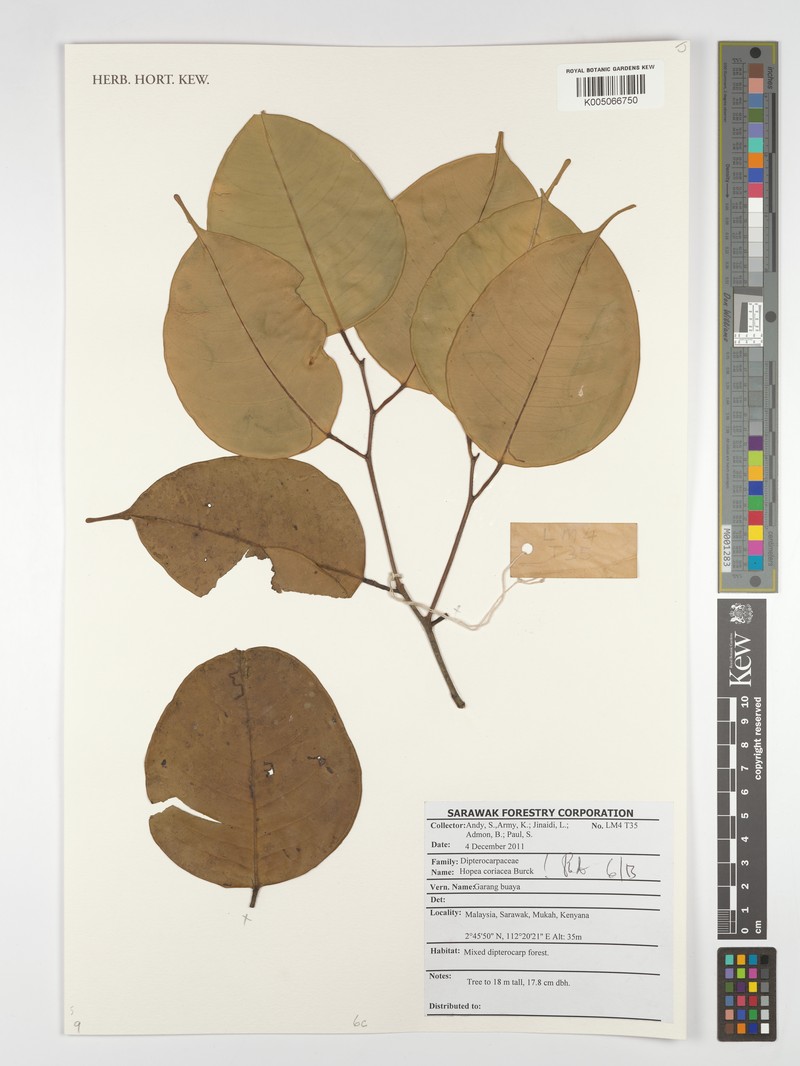 Hopea coriacea photo 2