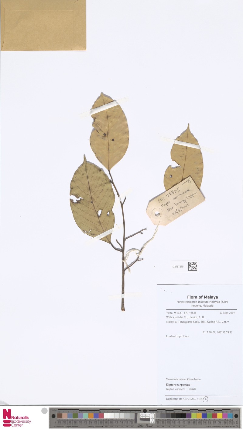Hopea coriacea photo 3