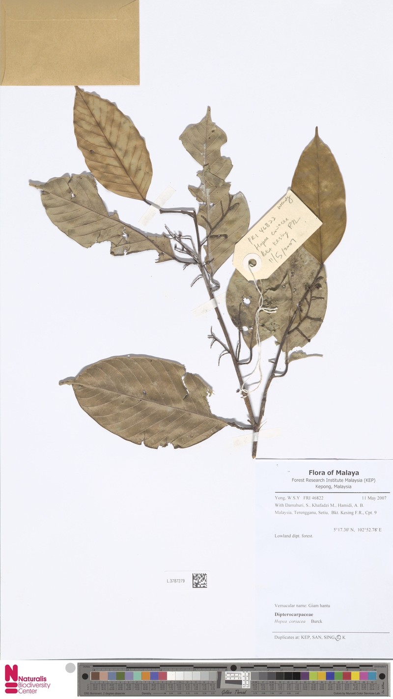 Hopea coriacea photo 4