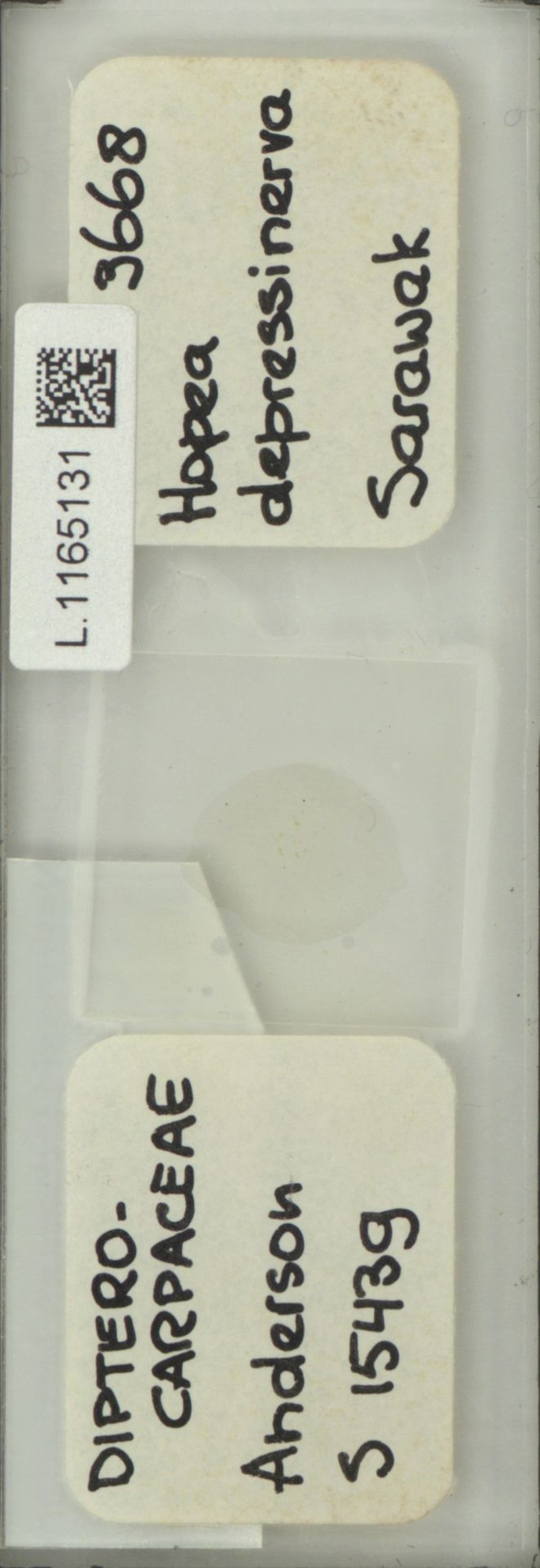 Hopea depressinerva photo 3