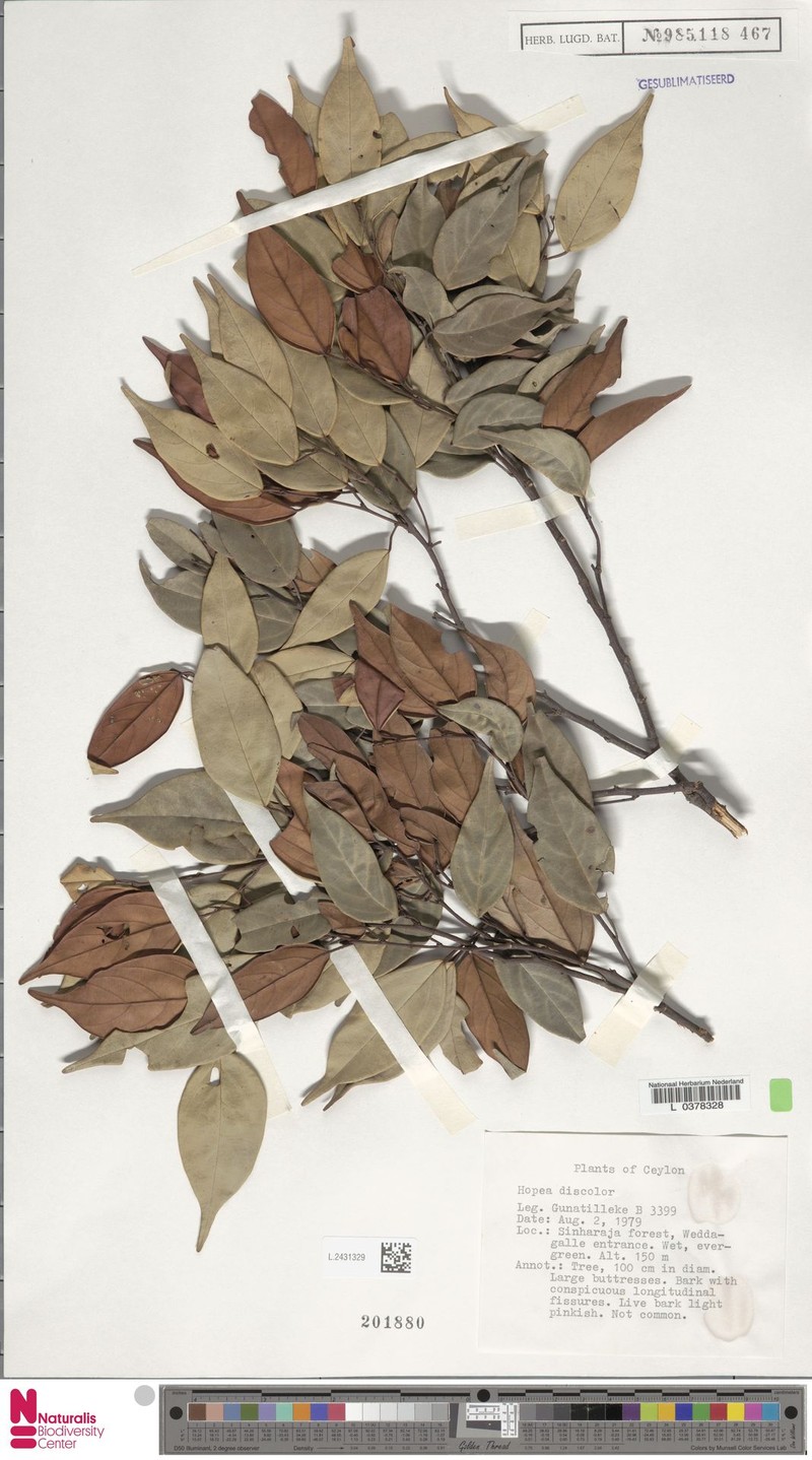 Hopea discolor