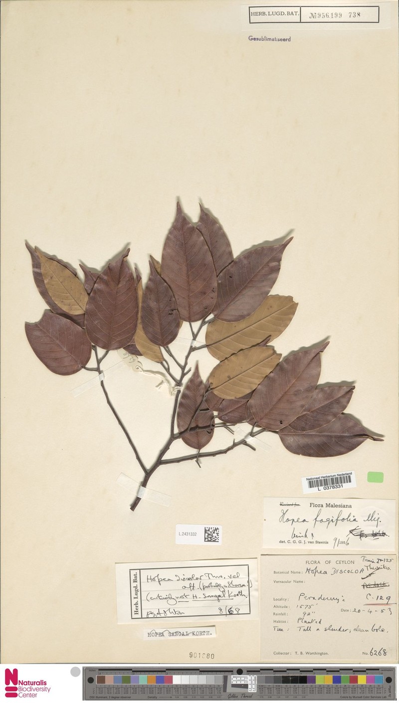 Hopea discolor photo 2