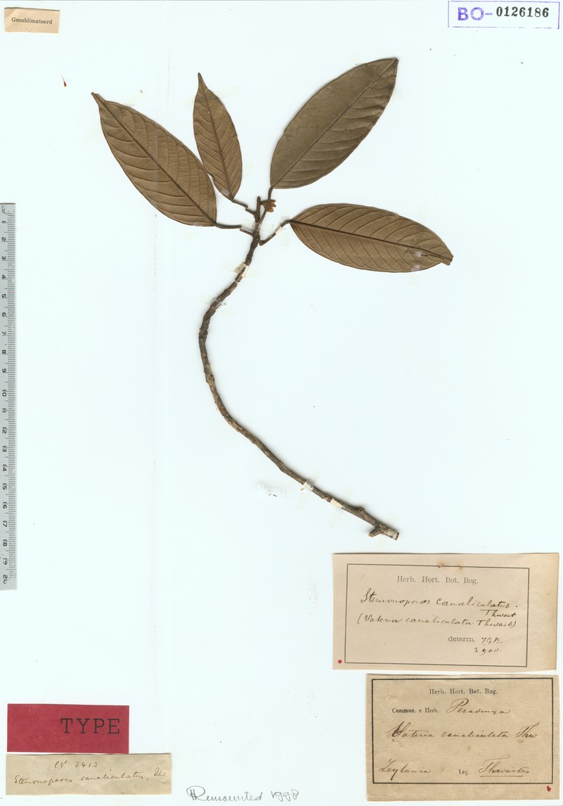 Hopea discolor photo 3