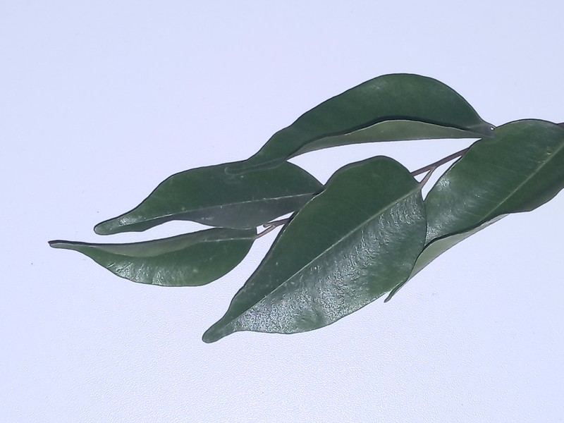 Hopea dryobalanoides