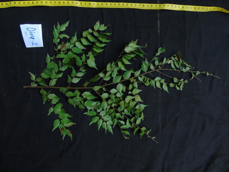 Hopea dryobalanoides photo 2
