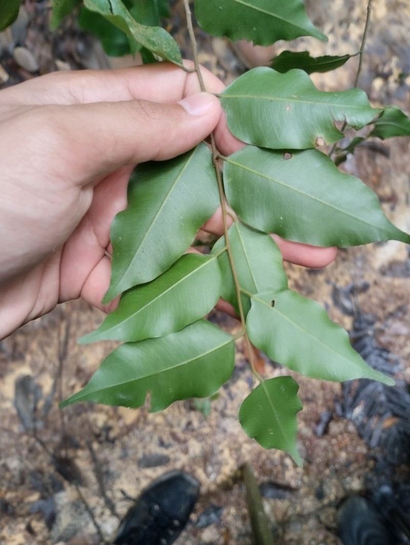 Hopea dryobalanoides photo 3