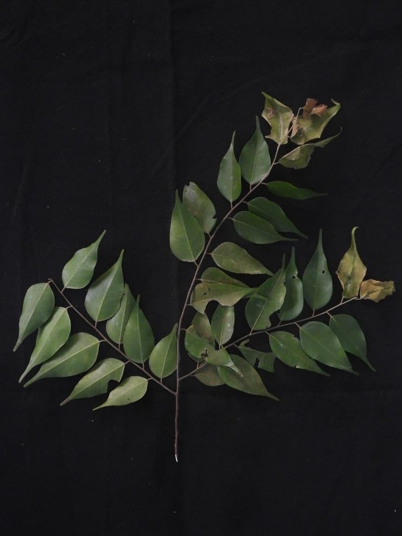 Hopea dryobalanoides photo 4
