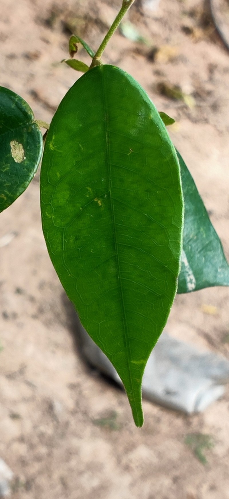 Hopea dryobalanoides photo 5