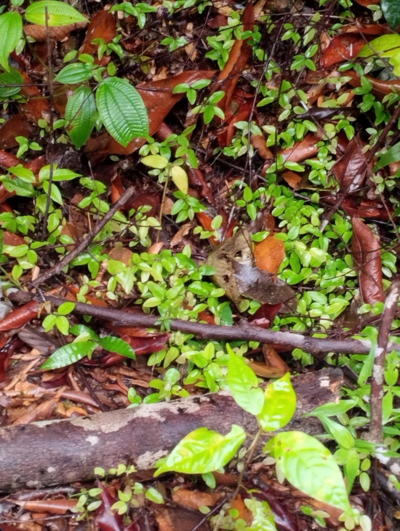 Hopea dryobalanoides photo 6