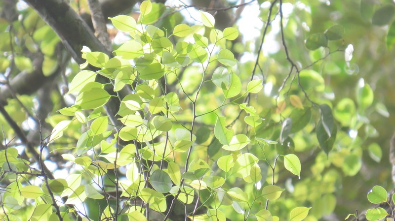 Hopea dryobalanoides photo 7