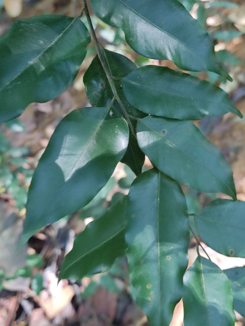 Hopea dryobalanoides photo 8