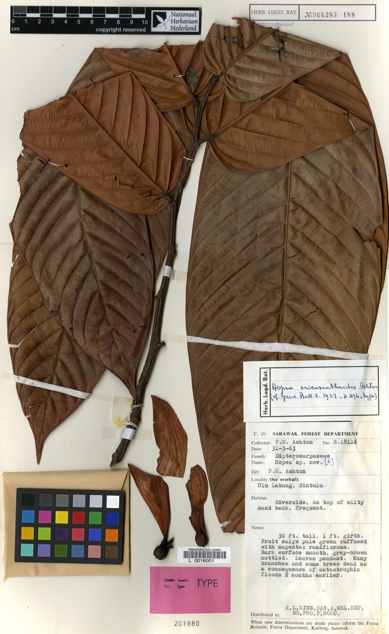Hopea enicosanthoides