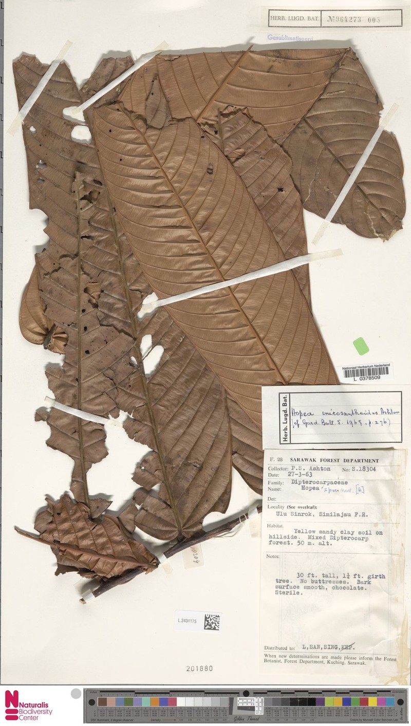 Hopea enicosanthoides photo 2