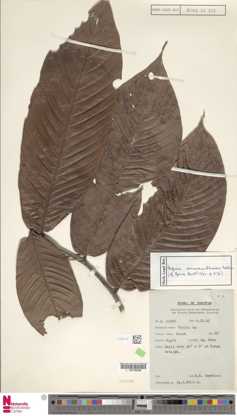 Hopea enicosanthoides photo 3