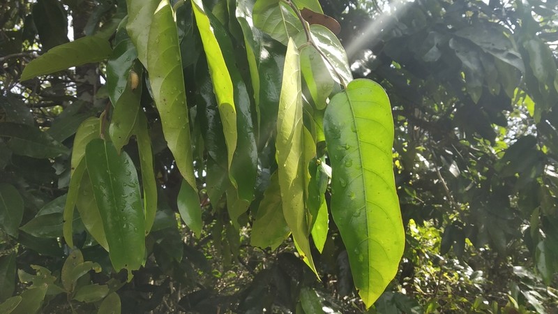 Hopea erosa
