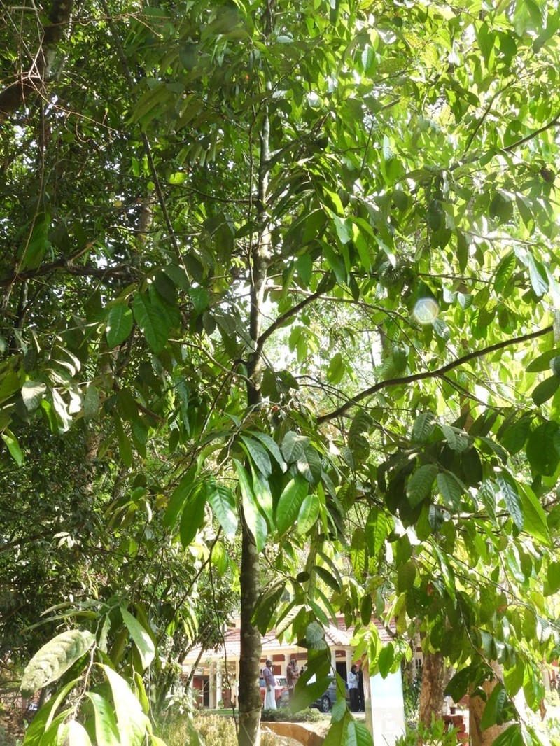 Hopea erosa photo 2