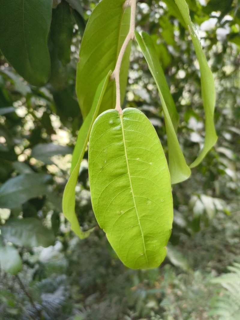 Hopea erosa photo 3