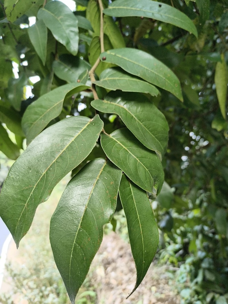 Hopea erosa photo 4