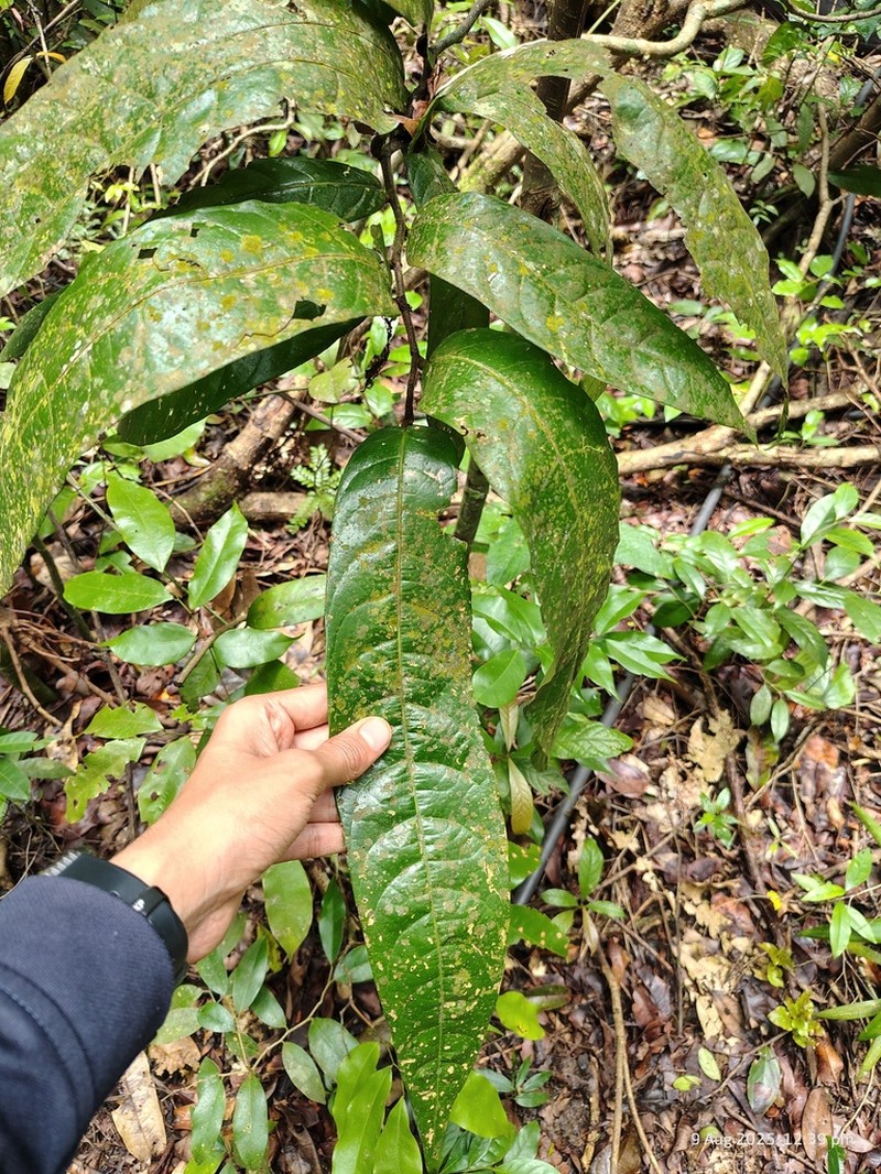 Hopea erosa photo 5