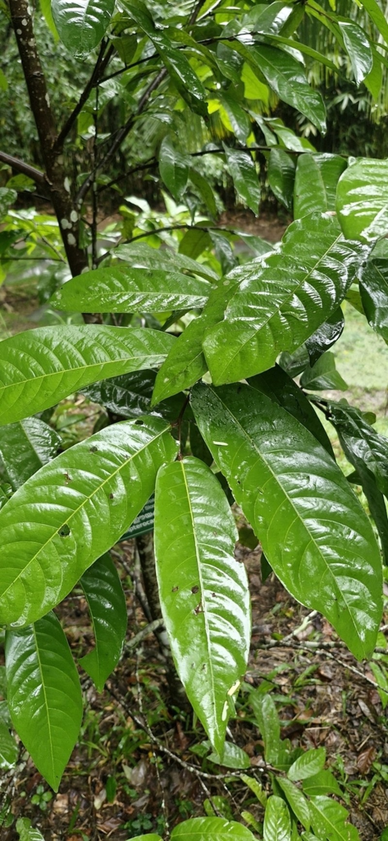Hopea erosa photo 6