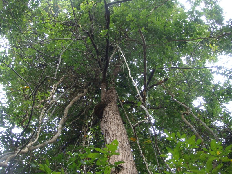 Hopea ferrea