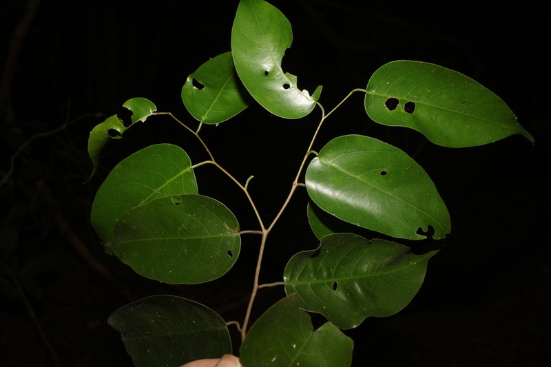 Hopea ferrea photo 4