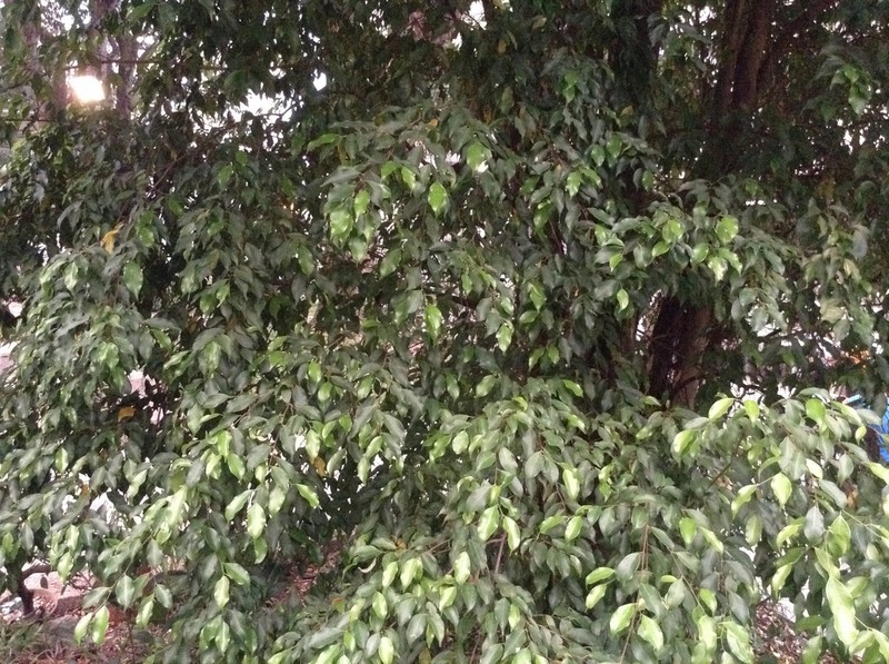Hopea ferrea photo 5