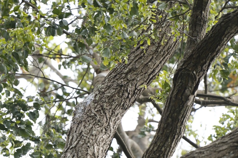 Hopea ferrea photo 6