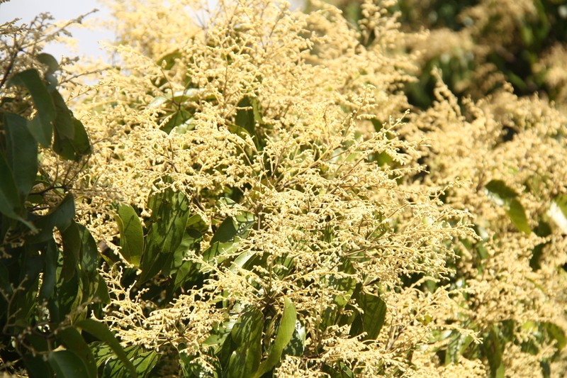 Hopea ferrea photo 7