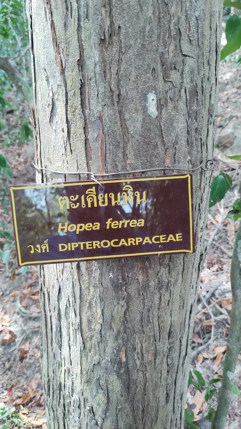 Hopea ferrea photo 8