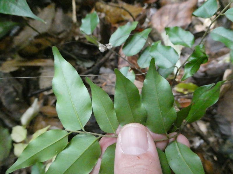 Hopea ferruginea