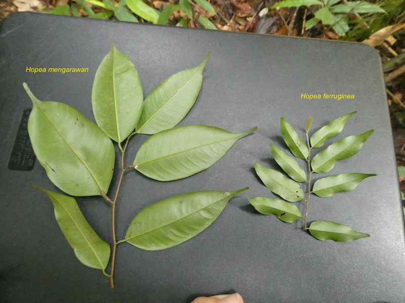 Hopea ferruginea photo 2