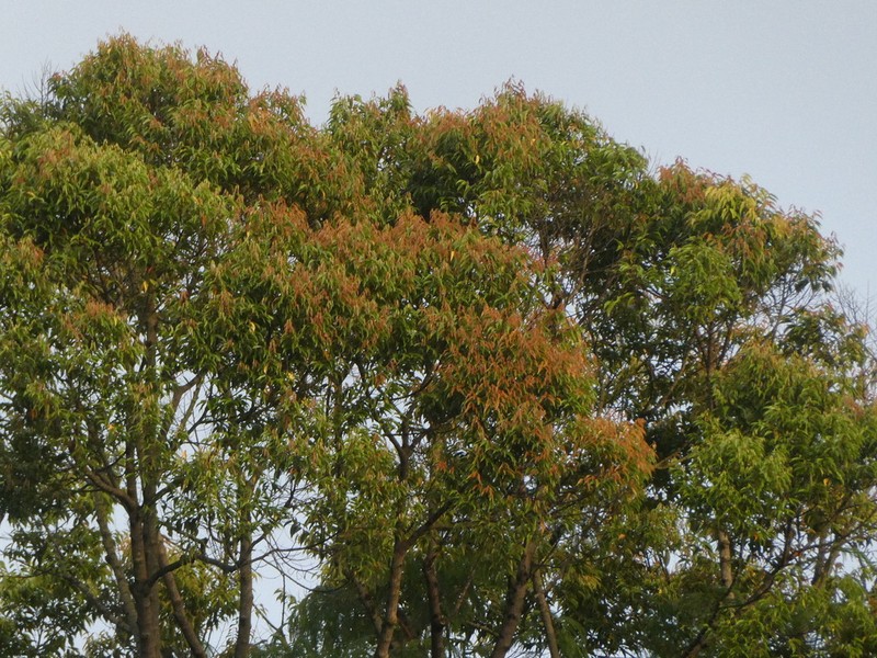 Hopea ferruginea photo 3