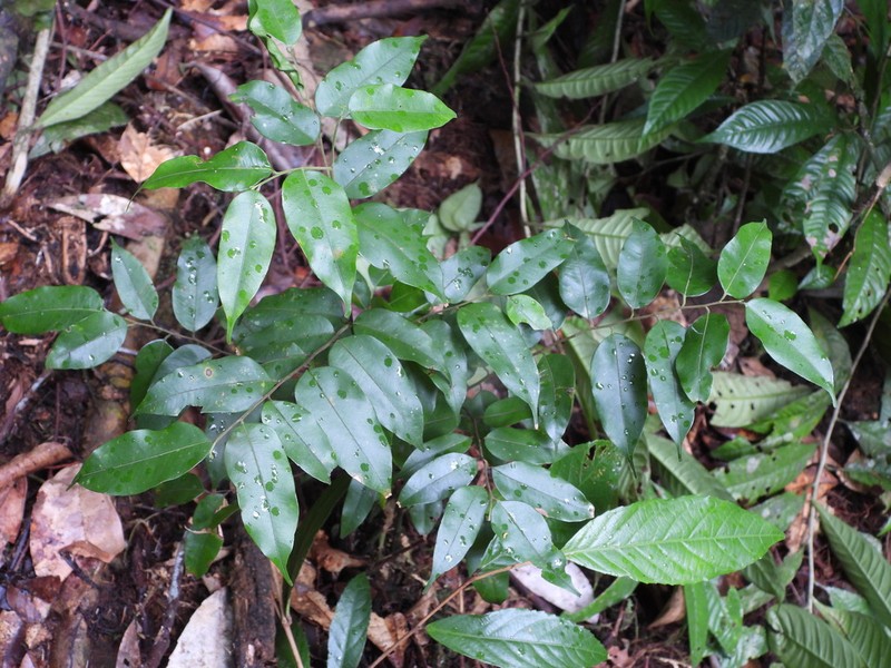 Hopea ferruginea photo 4