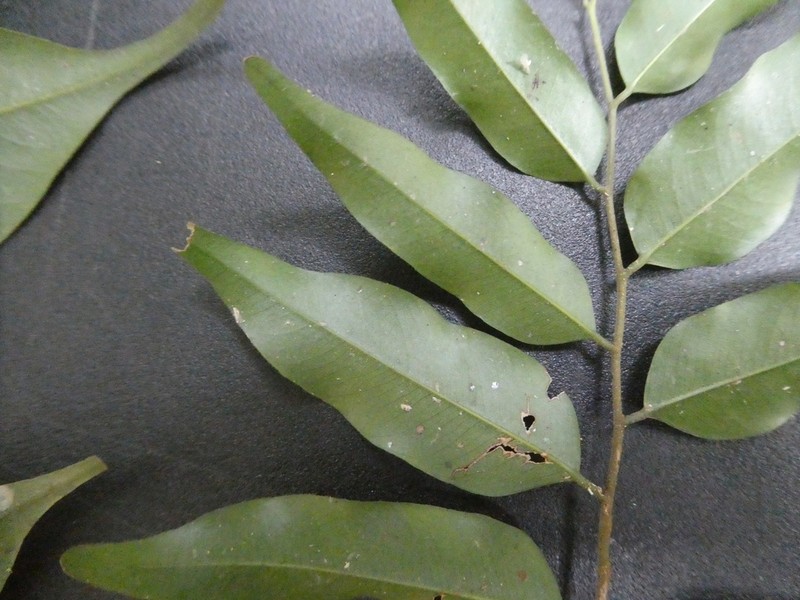 Hopea ferruginea photo 5