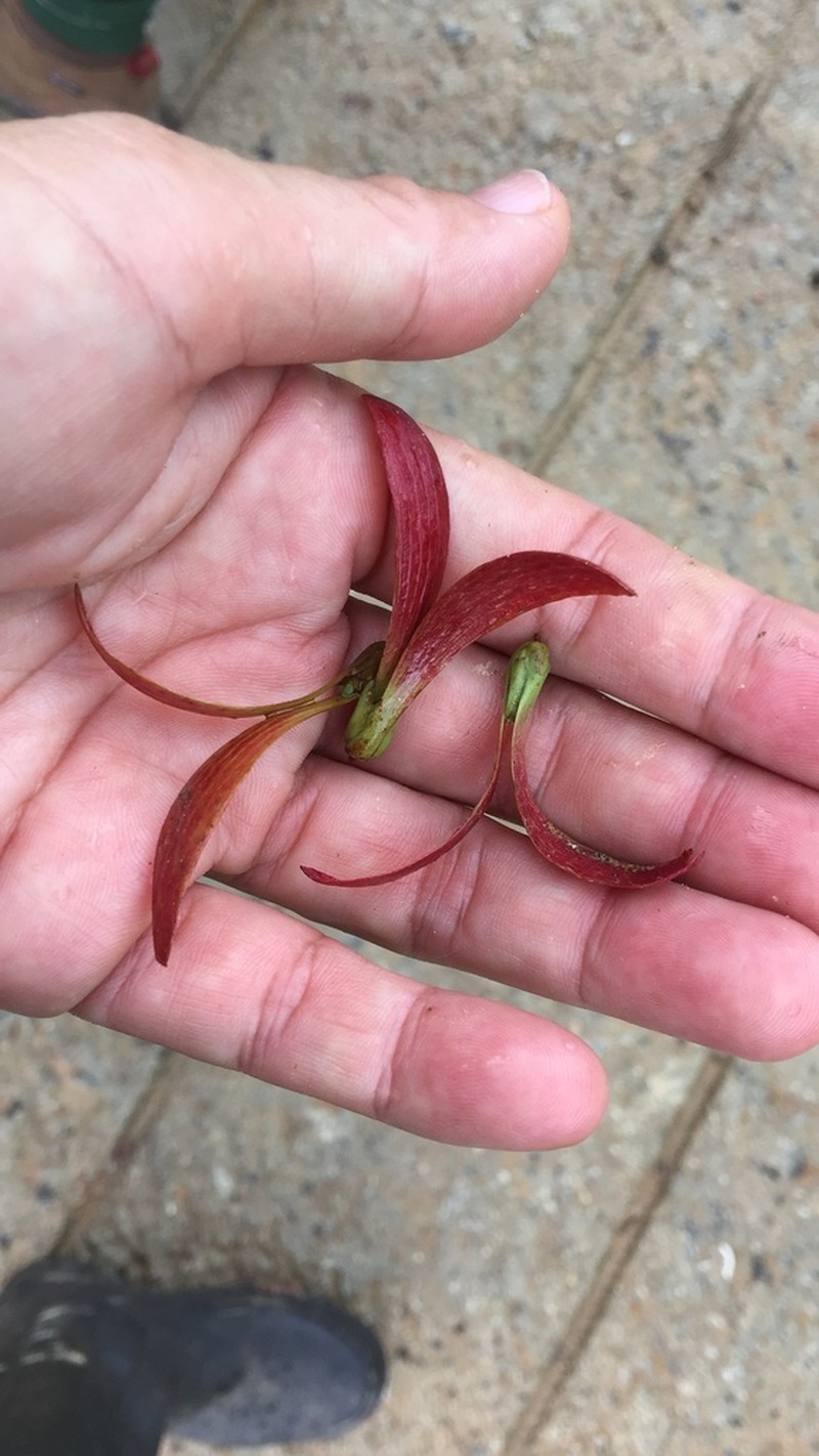 Hopea ferruginea photo 6