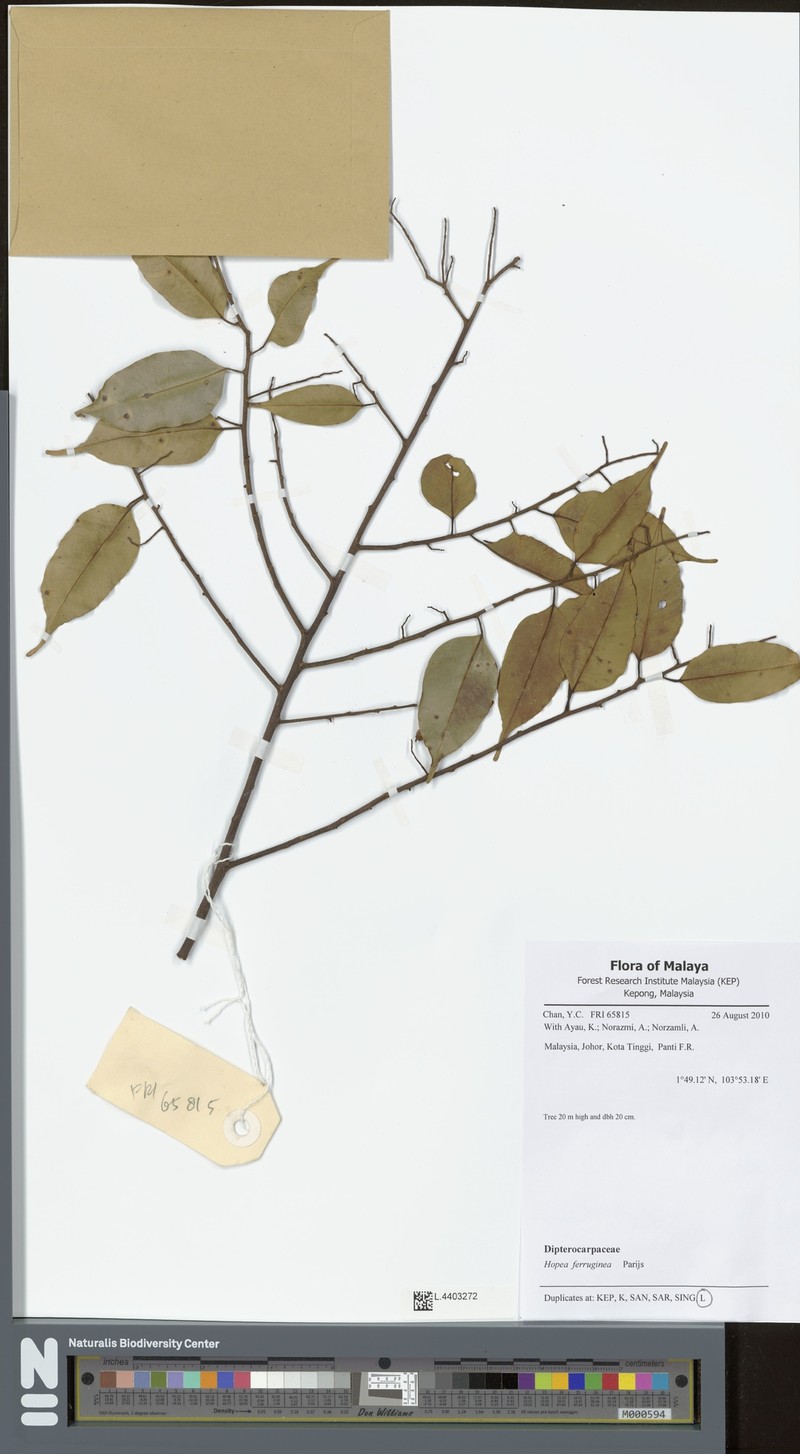 Hopea ferruginea photo 7