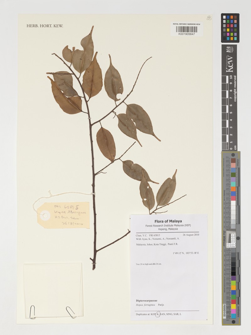 Hopea ferruginea photo 8
