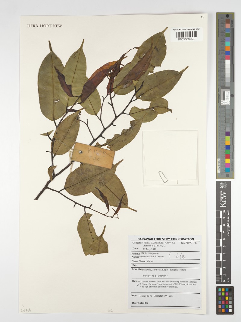 Hopea fluvialis