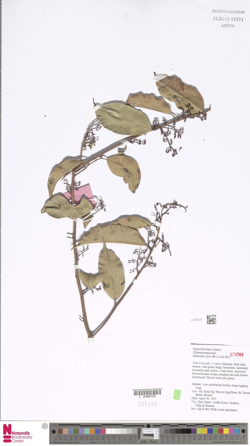 Hopea fluvialis photo 2