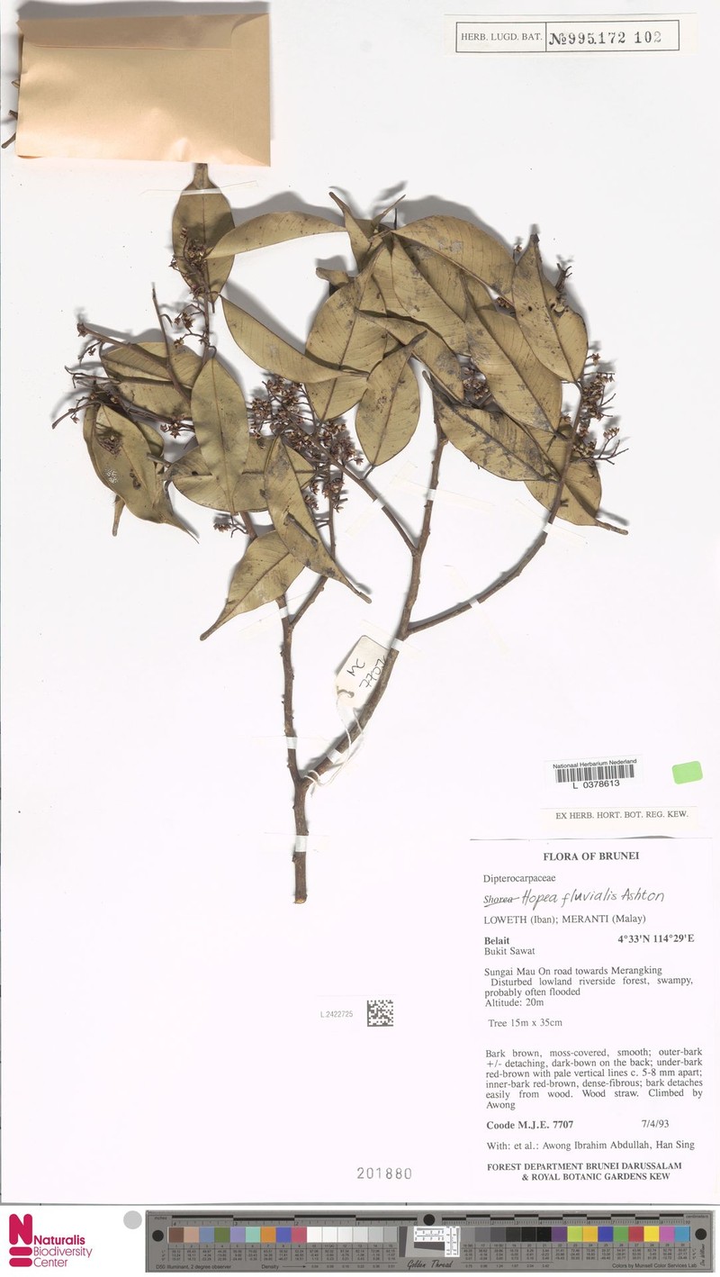 Hopea fluvialis photo 3