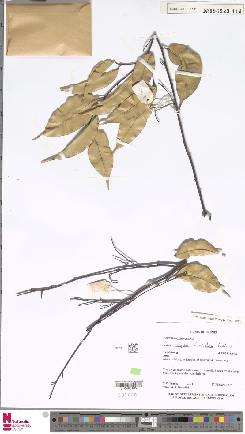 Hopea fluvialis photo 4